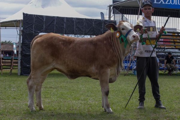 Fida do Recanto Gaudério - Grande Campeã Simbrasil