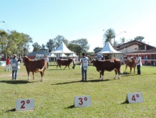 26ª Exposição Nacional da Raça Simental 