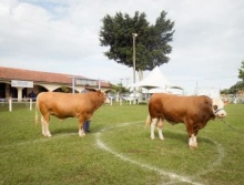 27ª Nacional da Raça Simental e 1ª de Gado Simlandês