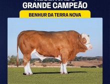 Benhur da Terra Nova -  Res. Grande Campeão