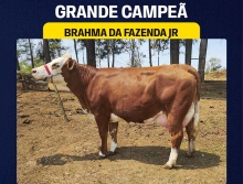 Brahma da Faz. JR - Grande Campeã Simental Leite