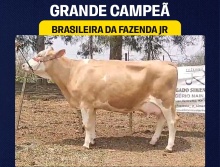 Brasileira da Faz. JR - Grande Campeã Simlandês