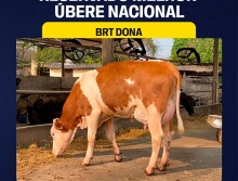 BRT Dona - Res. Melhor Úbere Nac. Simental Leite