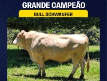 Bull Schwanfer - Grande Campeão Simental Leite