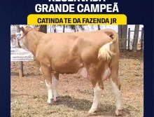 Catinda TE da Faz. JR - Res.G. Campeã Simental Le