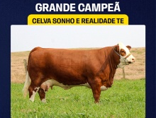 Celva Sonho e Realidade - Grande Campeã Simental  