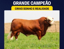 Crivo Sonho e Realidade - Grande Campeão Simental