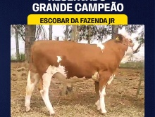 Campeões 2024