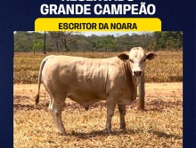 Escritor da Noara - Res. Grande Campeão Simbrasil