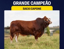 Saexi Capone - Grande Campeão Simbrasil