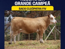 Saexi Cleópatra FIV - Res. Grande Campeã Simental 