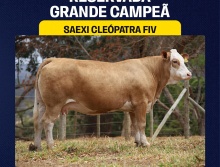 Saexi Cleópatra FIV - Res. Grande Campeã Simental 