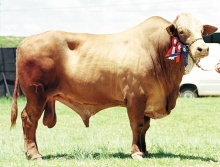 Labao do Sossego - Grande Campeao Simbrasil