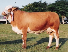 Campeões 1995