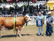 Morena do Sossego - Grande Campeã Simental 