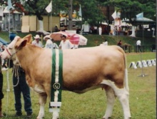 Rafa da Caçula - Grande Campeã Simental