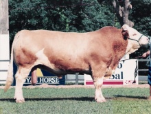 Campeões 1997