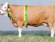 Campeões 1998