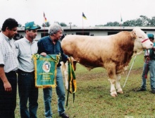 Toscano da Santa Ignês - Grande Campeão Simental