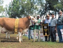 Vedete da Andresa - Grande Campeã Simental