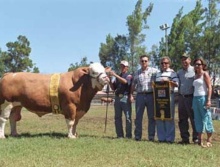 Zinco da Terra Roxa - Grande Campeão Simental