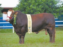 Ariano da Noho - Grande Campeão Simbrasil