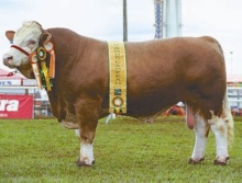 Astro TB - Grande Campeão Simental