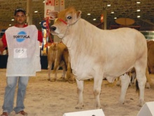 Alpina da VB - Grande Campeã Simbrasil