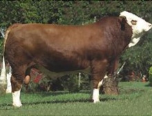Campeões 2005