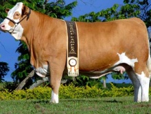 Campeões 2006