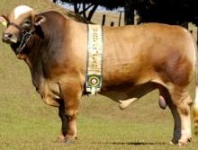 Dream da Terra Roxa - Grande Campeão Simbrasil