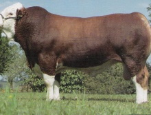 Dunkerke da Agro - Grande Campeão Simental