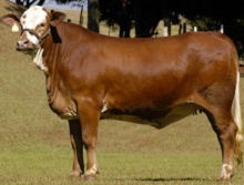 Essência da Terra Roxa - Grande Campeã Simbrasil  