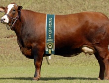 Campeões 2007