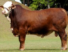 Faraó da Terra Roxa - Grande Campeão Simbrasil