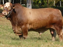 Fight da Terra Roxa - Grande Campeão Simbrasil