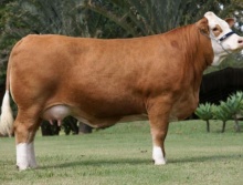 Imperial Marloe SP Alambary-Grande Campeã Simental