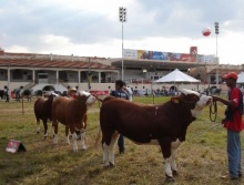 Belo Horizonte 2011