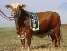 Jaqy da Terra Roxa-Grande Campeã Simbrasil