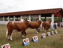 Exposição de Mococa 2011