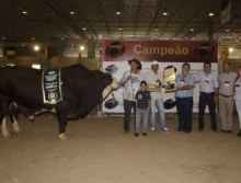 Lunático FIV do Martins - Grande Campeão Simbrasil