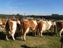 38ª  Exposição Agropecuária de Batatais