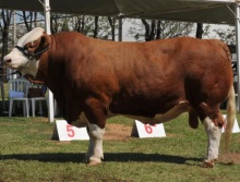 Campeões 2014