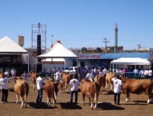 24ª Exposição Nacional da Raça Simental