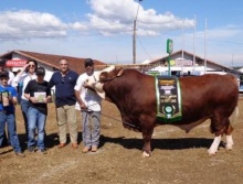 PWM Oster AS - Grande Campeão Simental