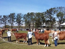 25ª Exposição Nacional da Raça Simental