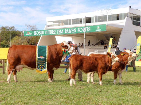 Celva Sonho e Realidade - Grande Campeã Simental