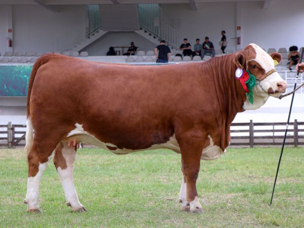 Eureka Sonho e Realidade - Reservada Grande Campeã Simental